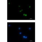 VAMP2 Recombinant Rabbit Monoclonal Antibody (K01_2J90)