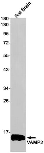 VAMP2 Antibody in Western Blot (WB)