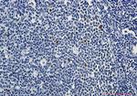 Phospho-Myb (Ser11) Recombinant Rabbit Monoclonal Antibody (K01_2K06)