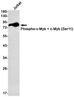 Phospho-Myb (Ser11) Antibody in Western Blot (WB)