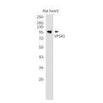 VPS41 Antibody in Western Blot (WB)