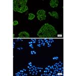 VPS4A Recombinant Rabbit Monoclonal Antibody (K01_2K09)