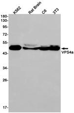 VPS4A Antibody in Western Blot (WB)