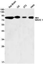 WAVE1 Recombinant Rabbit Monoclonal Antibody (K01_2K10)