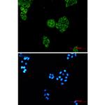 WDR1 Recombinant Rabbit Monoclonal Antibody (K01_2K11)