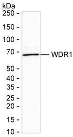 WDR1 Antibody in Western Blot (WB)