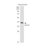 WNT16 Antibody in Western Blot (WB)