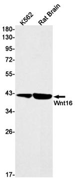 WNT16 Antibody in Western Blot (WB)