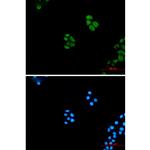 WNT5A Recombinant Rabbit Monoclonal Antibody (K01_2K15)