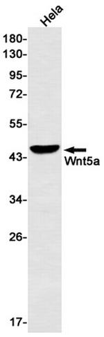 WNT5A Antibody in Western Blot (WB)
