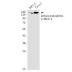ZO-3 Recombinant Rabbit Monoclonal Antibody (K01_2K30)