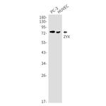 Zyxin Antibody in Western Blot (WB)