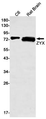 Zyxin Antibody in Western Blot (WB)
