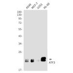 ATF3 Recombinant Rabbit Monoclonal Antibody (K01_2K32)