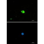 IRF7 Recombinant Rabbit Monoclonal Antibody (K01_2K33)