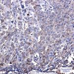 IRF7 Antibody in Immunohistochemistry (Paraffin) (IHC (P))