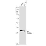 SURF4 Antibody in Western Blot (WB)