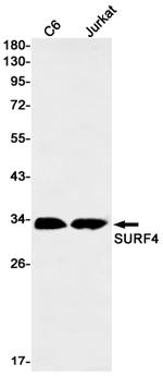 SURF4 Antibody in Western Blot (WB)