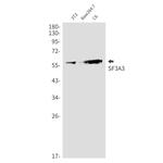 SF3A3 Antibody in Western Blot (WB)