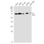 RYK Antibody in Western Blot (WB)