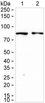RSK3 Antibody in Western Blot (WB)