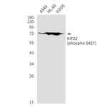 Phospho-KID (Ser427) Recombinant Rabbit Monoclonal Antibody (K01_2K49)