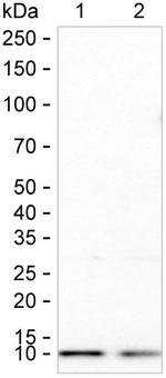 NDUFB1 Antibody in Western Blot (WB)