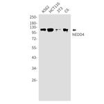 NEDD4 Antibody in Western Blot (WB)