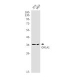 OR1A1 Antibody in Western Blot (WB)