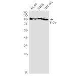 FIG4 Recombinant Rabbit Monoclonal Antibody (K01_2K55)