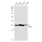 TSFM Recombinant Rabbit Monoclonal Antibody (K01_2K58)