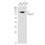 RASGRP1 Antibody in Western Blot (WB)