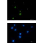 hnRNP UL1 Recombinant Rabbit Monoclonal Antibody (K01_2K68)