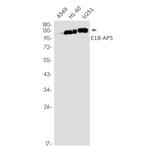hnRNP UL1 Antibody in Western Blot (WB)