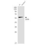 CBX4 Antibody in Western Blot (WB)