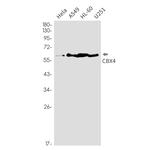 CBX4 Recombinant Rabbit Monoclonal Antibody (K01_2K70)