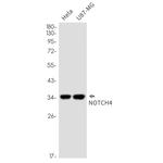 NOTCH4 Recombinant Rabbit Monoclonal Antibody (K01_2K71)