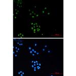 H3K27me3 Antibody in Immunocytochemistry (ICC/IF)