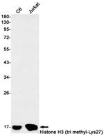 H3K27me3 Antibody in Western Blot (WB)