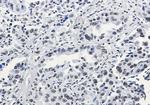 H3K27ac Antibody in Immunohistochemistry (Paraffin) (IHC (P))