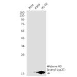 H3K27ac Antibody in Western Blot (WB)