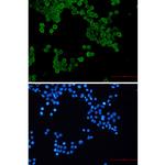 Phospho-AMPK alpha-1 (Ser496) Recombinant Rabbit Monoclonal Antibody (K01_2K77)