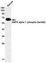 Phospho-AMPK alpha-1 (Ser496) Antibody in Western Blot (WB)