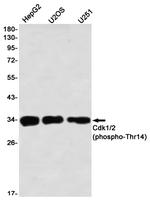 Phospho-CDK1/CDK2 (Thr14) Antibody in Western Blot (WB)