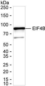 Phospho-eIF4B (Ser406) Antibody in Western Blot (WB)
