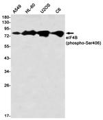 Phospho-eIF4B (Ser406) Antibody in Western Blot (WB)