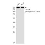 Phospho-ErbB4 (Tyr1162) Antibody in Western Blot (WB)