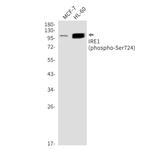 Phospho-IRE1 alpha (Ser724) Recombinant Rabbit Monoclonal Antibody (K01_2K97)