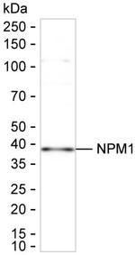 Phospho-NPM1 (Thr199) Antibody in Western Blot (WB)