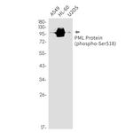 Phospho-PML (Ser518) Antibody in Western Blot (WB)